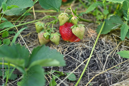 strawberries in the garden. harvesting