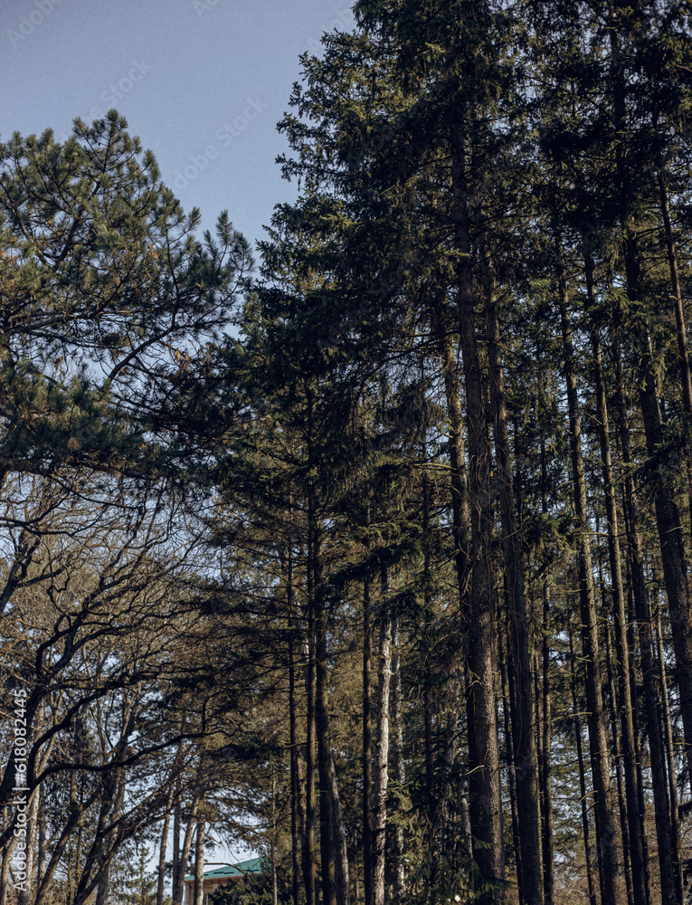 trees in the forest