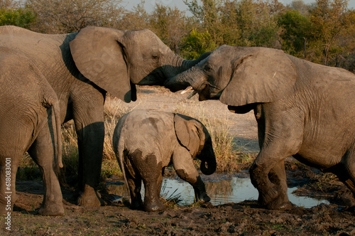 Elephants family in the Serengeti