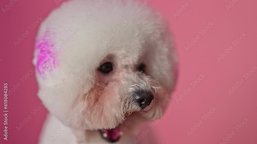 Bichon Frise posing on a pink background Bichon Frise posing on a pink background