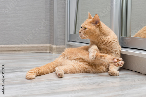 domestic cat sits on the floor in a funny pose.