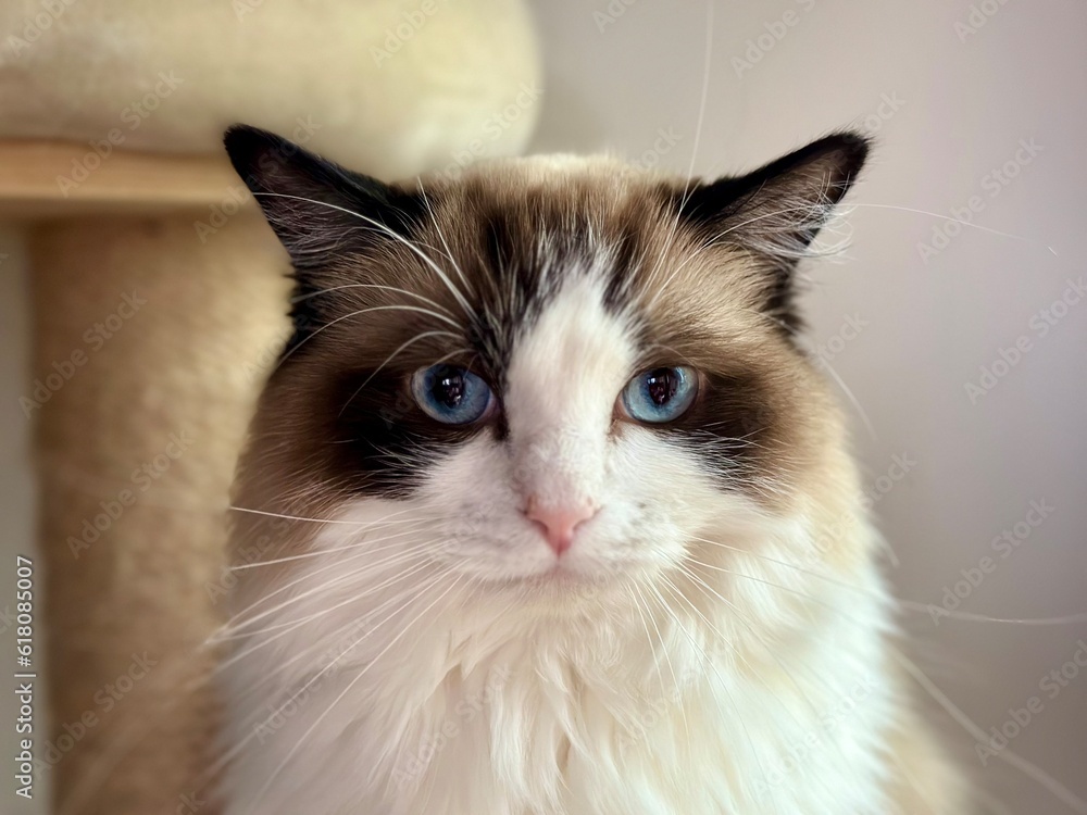 Beautiful ragdoll bicolor cat sitting on a pet place and looking with blue eyes.