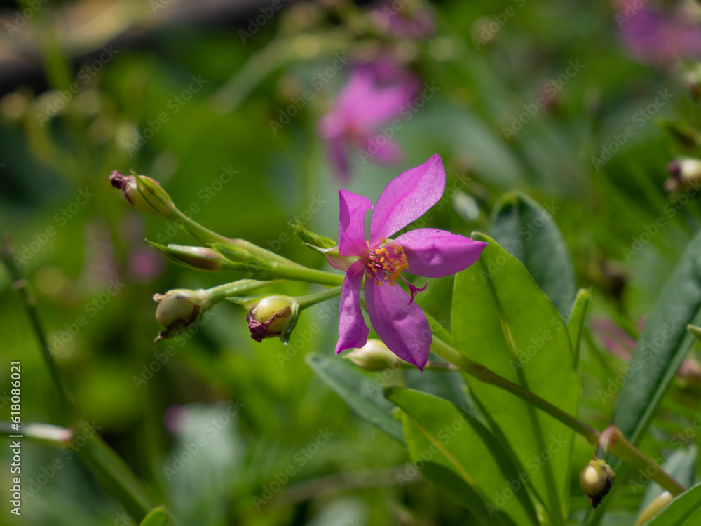 Close up of a pink flower, Talinum paniculatum Gaertn. Close-up shot on green blurred background. Close up of a pink flower, Talinum paniculatum Gaertn. Close-up shot on green blurred background.