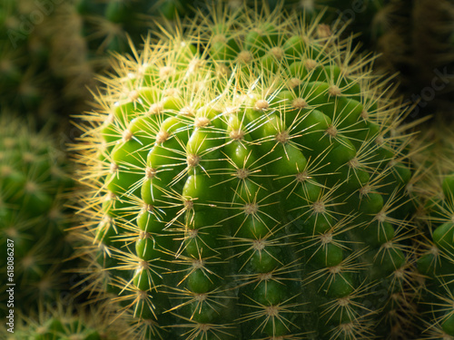 close-up of cactus. cactus with spiky thorns, vibrant colors, yellows, oranges, browns, greens, close up shot to show the details, blur background.