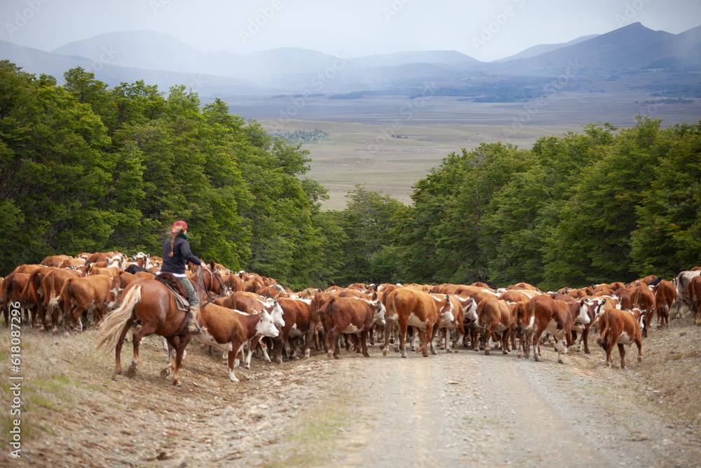 Obraz premium Hereford cattle ranch in south patagonia argentina