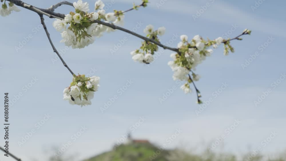 Close-up view of bees collecting pollen from an apple blossom tree