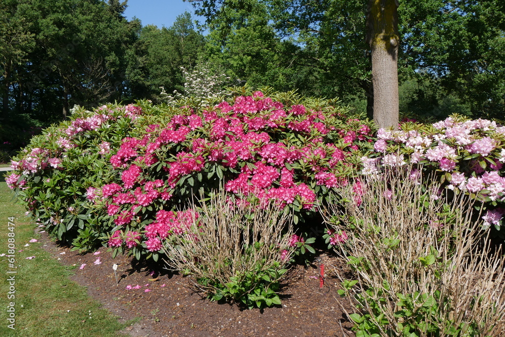 Blühende Parkanlage Rhododendrongarten Bremen