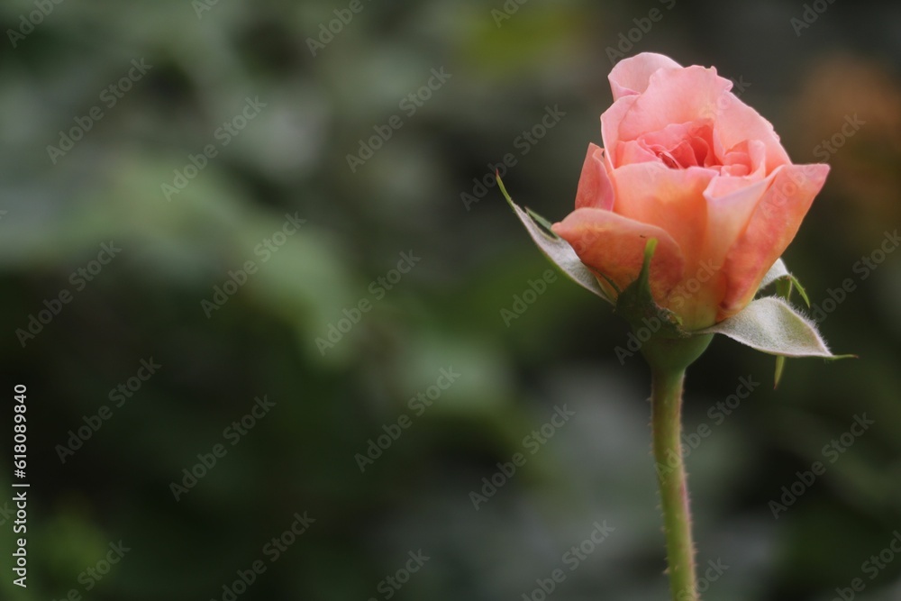 Closeup of a pink rose growing in the garden