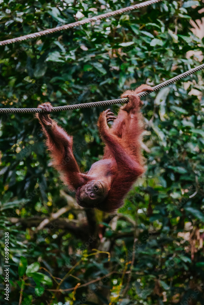 Naklejka premium Orangutan