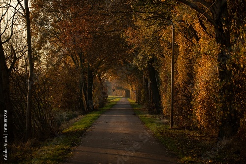 Beautiful autumn scene of a winding path through a vibrant park