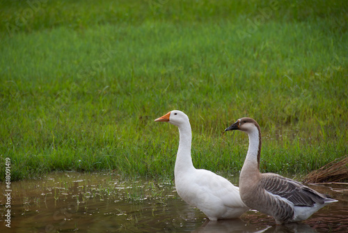 a pair of swans wondering in grassland