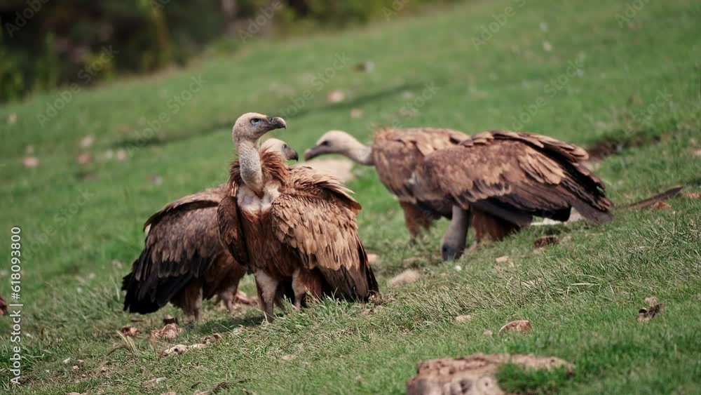Gathering of vultures in search of food in the Pyrenees Mountains in Spain Gathering of vultures in search of food in the Pyrenees Mountains in Spain