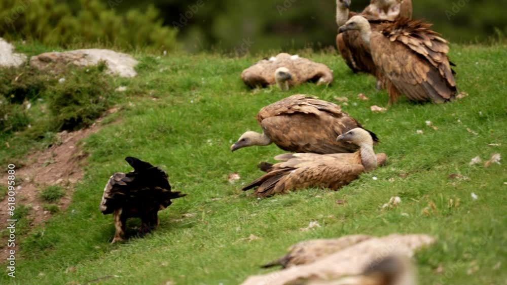 Gathering of vultures in search of food in the Pyrenees Mountains in Spain Gathering of vultures in search of food in the Pyrenees Mountains in Spain