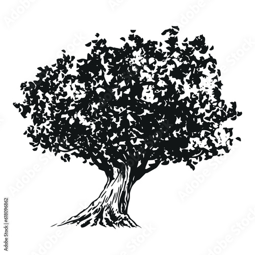 olive tree - black and white drawing illustration