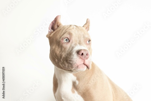 Studio portrait of an american bully dog breed on a white background