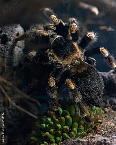 Closeup of tarantula spider