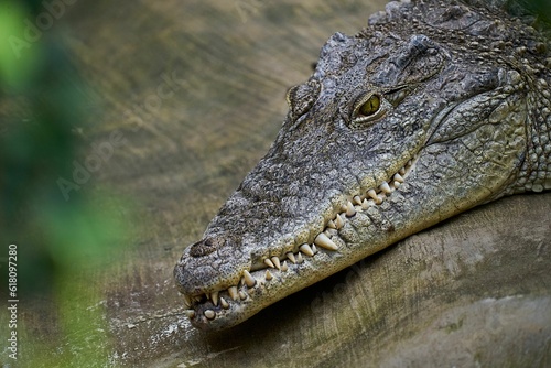 Closeup of a large American alligator