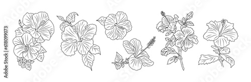 Fototapeta Set of Hibiscus flowers line art vector botanical illustrations
