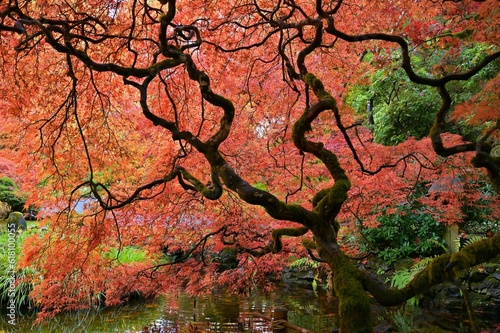 Idyllic nature scene featuring a tall tree with red leaves next to a tranquil pond in a lush forest