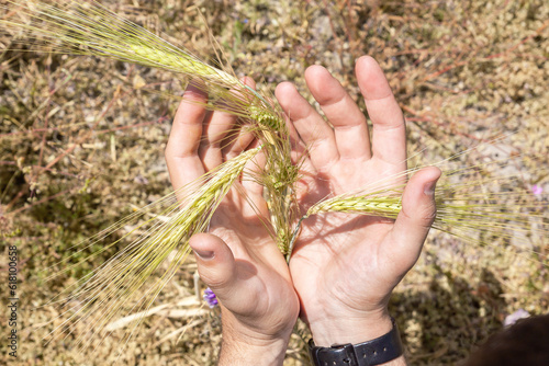 Hold ears of wheat in hands. Farmer's hands holding harvest. Wheat harvest