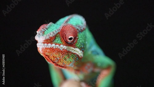 Closeup of a chameleon (Chamaeleonidae) resting on a wooden stick isolated on empty black background photo