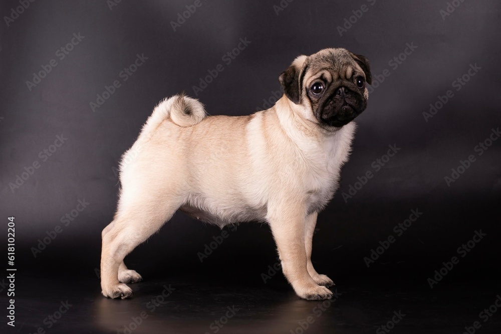 Pug in studio on a black background