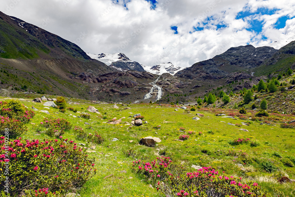 Fototapeta premium summer panorama of Forni valley with glacier view in Santa Caterina Valfurva, valtellina, Italy