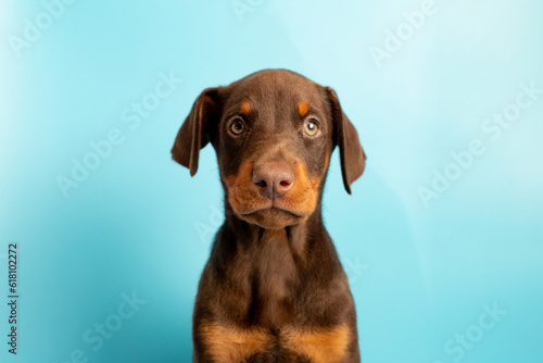 Doberman puppy on a blue background. Puppy looks at the camera in a photo studio. Place for your text. Portrait of dog on blue background. pet studio shot © Polina