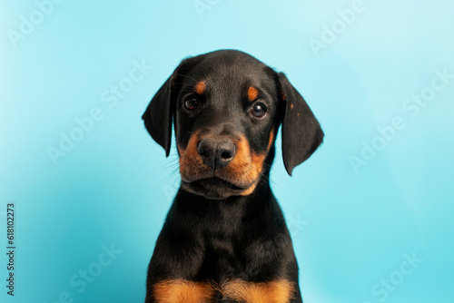 Doberman puppy on a blue background. Puppy looks at the camera in a photo studio. Place for your text. Portrait of dog on blue background. pet studio shot