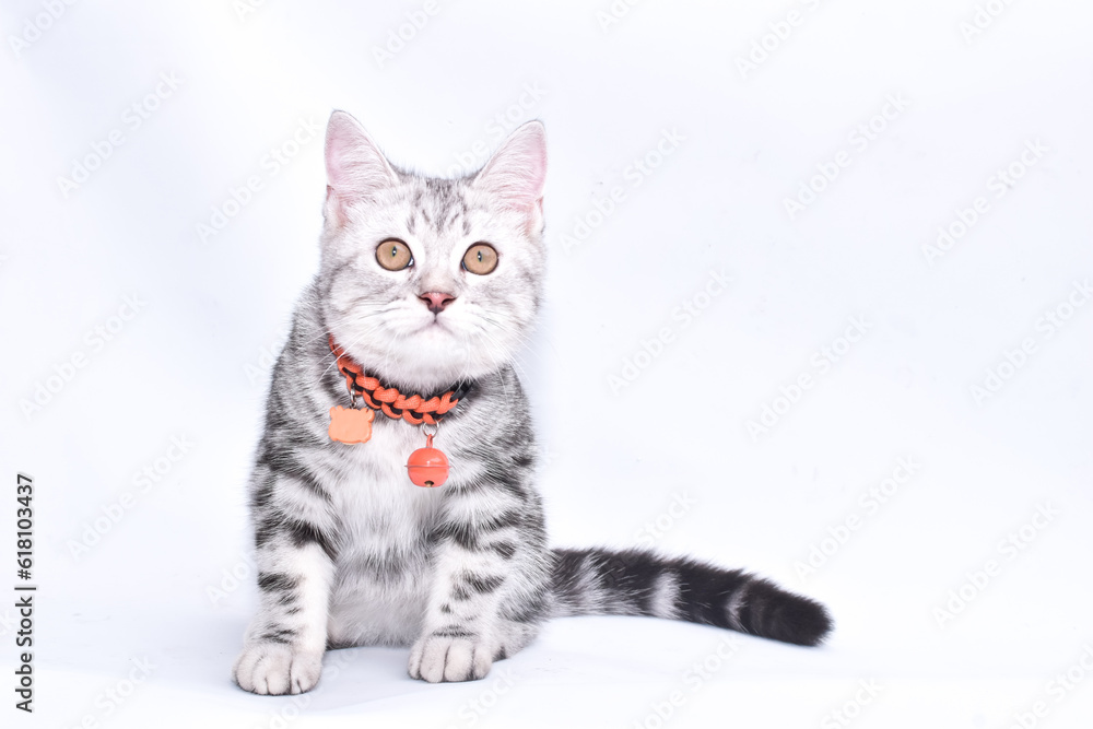 Fototapeta premium shorthair cat