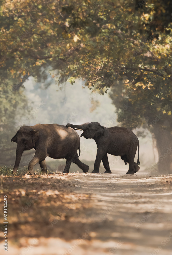 Fototapeta premium Asian elephants differ from African elephants in several ways. They are not quite as big as their African cousins, and have proportionally smaller ears.