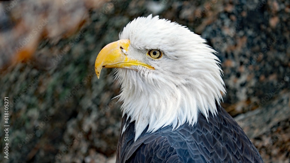 Obraz premium an eagle that is staring over his shoulder to the left