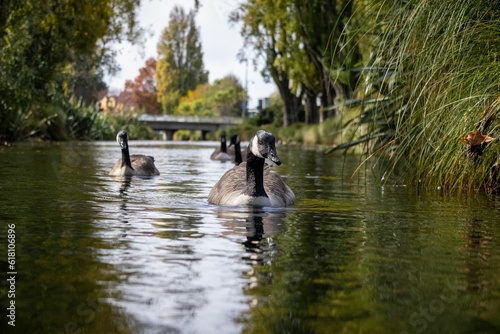 Canadian Geese swimming in a pond in Christchurch, New Zealand.