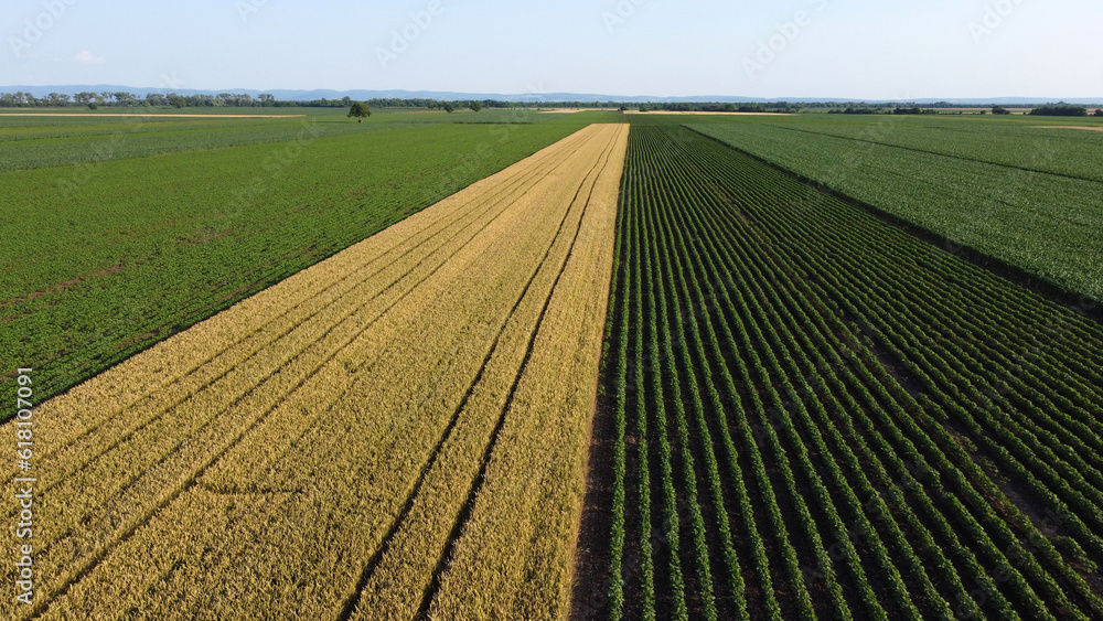 ripe wheat field and green corn and soya bean fields seen by drone