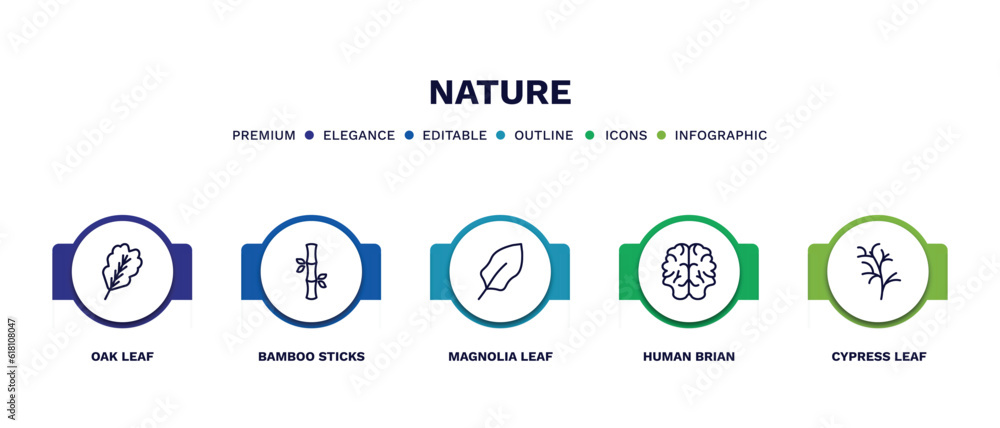 set of nature thin line icons. nature outline icons with infographic template. linear icons such as oak leaf, bamboo sticks, magnolia leaf, human brian, cypress leaf vector.