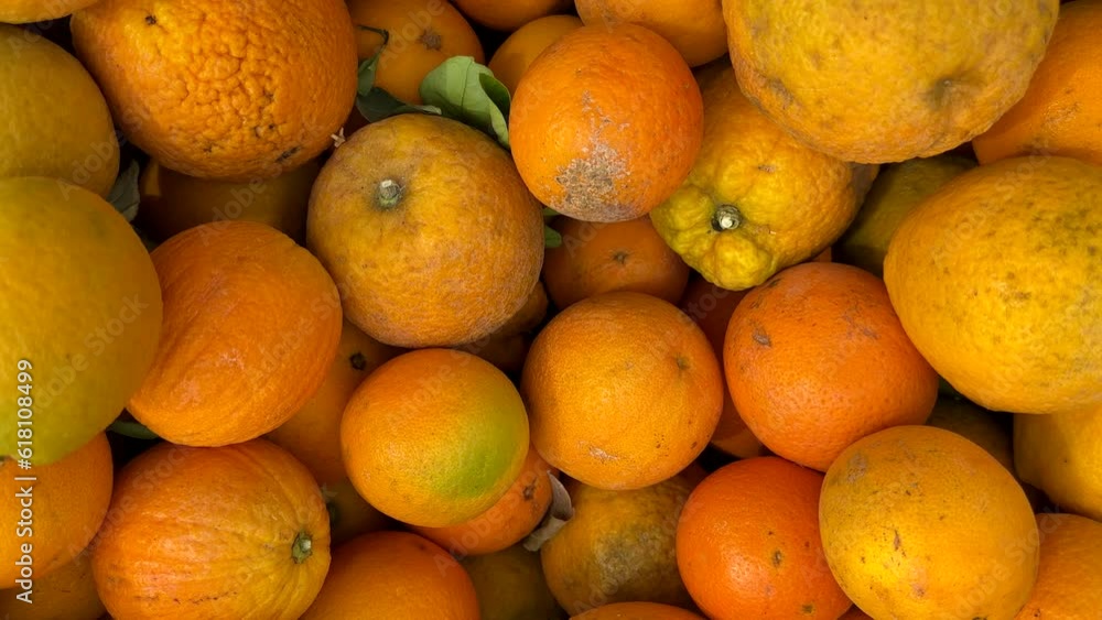 Orange Mandarin close up. Orange fruit farm field. Vibrant orange citrus fruits in garden. Mandarin farm plantation cultivated in Mediterranean. Harvest season in Spain. Orange Tangerine plant Orange Mandarin close up. Orange fruit farm field. Vibrant orange citrus fruits in garden. Mandarin farm plantation cultivated in Mediterranean. Harvest season in Spain. Orange Tangerine plant