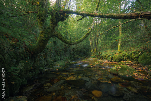Wallpaper Mural A moss covered tree with long limb like branches leans over a river Torontodigital.ca