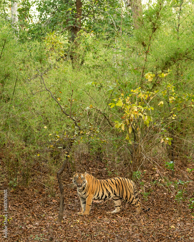 wild bengal female tiger or panthera tigris with eye contact in natural green bamboo forest background in buffer area zone safari at bandhavgarh national park forest madhya pradesh india asia
