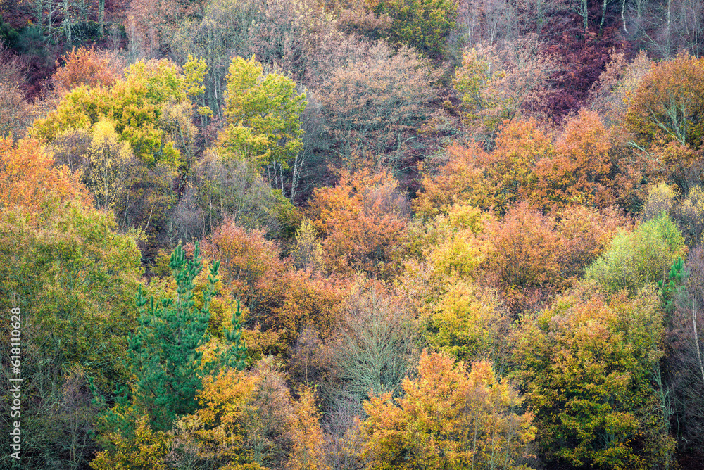 Intense autumnal tones in the trees in the Courel Mountains Unesco Geopark