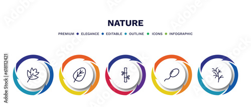 set of nature thin line icons. nature outline icons with infographic template. linear icons such as hawthorn leaf, orbicular, bamboo sticks, fertilize clinic, cypress leaf vector.