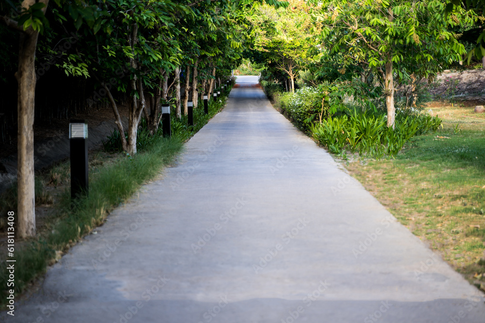 small road spring nature Roadside trees and lanterns empty view of the road