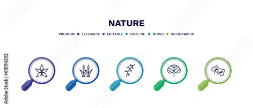 set of nature thin line icons. nature outline icons with infographic template. linear icons such as chestnut leaf, reed bed, larch leaf, reniform, cercis leaf vector.