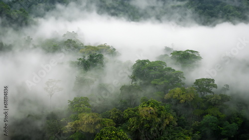 Amazon rainforest with fog in the morning