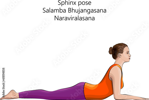 Young woman practicing yoga exercise, doing Sphinx pose. Salamba Bhujangasana. Naraviralasana. Prone and Backbend. Beginner. Isolated vector illustration.