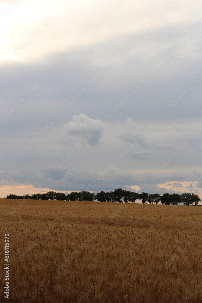 Fototapeta premium A field with trees and clouds