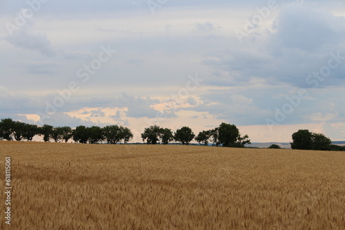 A field of yellow grass