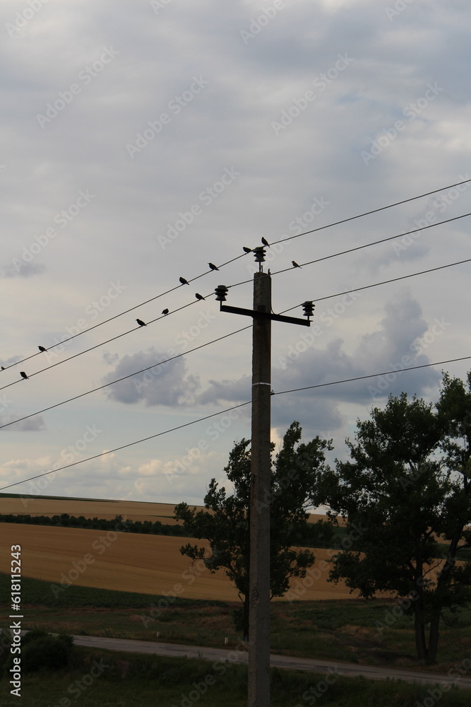 Power lines in a field