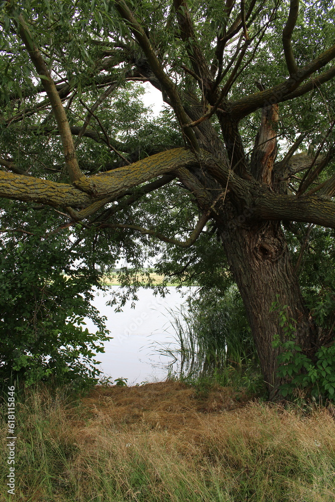 Obraz premium A tree with branches and leaves