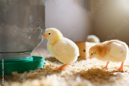 Yellow Chick Drinking Water from Poultry Drinker