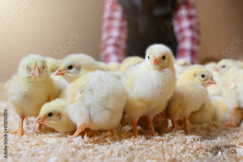 Close-knit Yellow Chicks with Poultry Worker in the Background